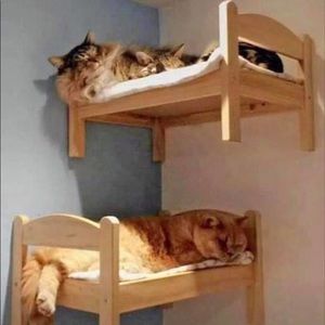 Cat bed